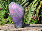 Polished Rare Purple Sunset Flash Labradorite Standing Display Pieces x 2 From Madagascar - Toprock Gemstones and Minerals 