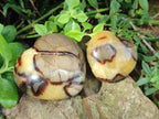 Polished Septerye Hearts x 6 From Mahajanga, Madagascar - Toprock Gemstones and Minerals 