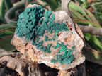 Natural Large Crystalline Ball Malachite and Quartz on Dolomite Matrix x 1 From Mindingi Mine, Kambove, Congo - Toprock Gemstones and Minerals 