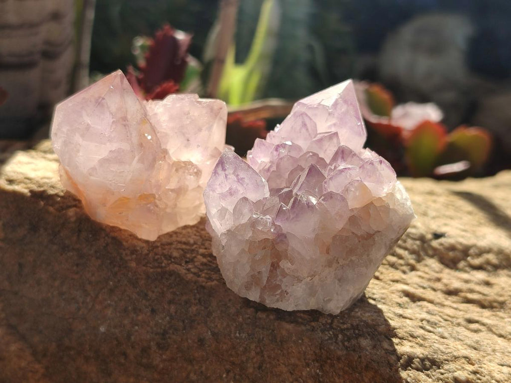 Natural Cactus Flower Sunburst Spirit Amethyst Clusters x 12 From South Africa - Toprock Gemstones and Minerals 