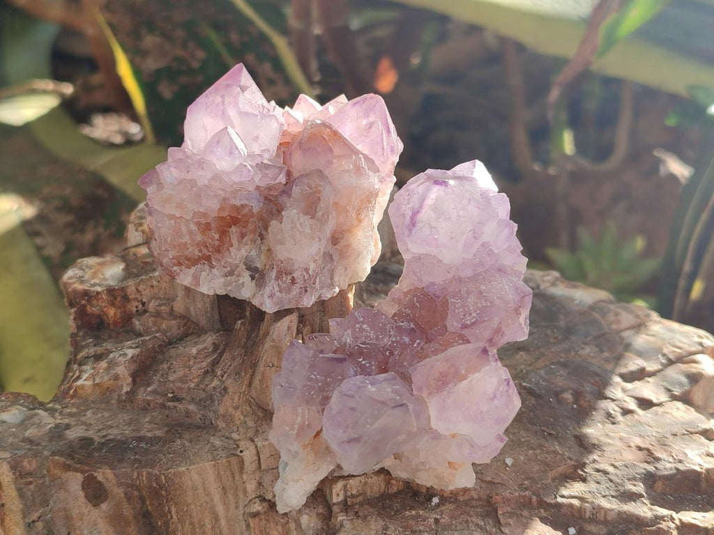 Natural Cactus Flower Sunburst Spirit Amethyst Clusters x 12 From South Africa - Toprock Gemstones and Minerals 
