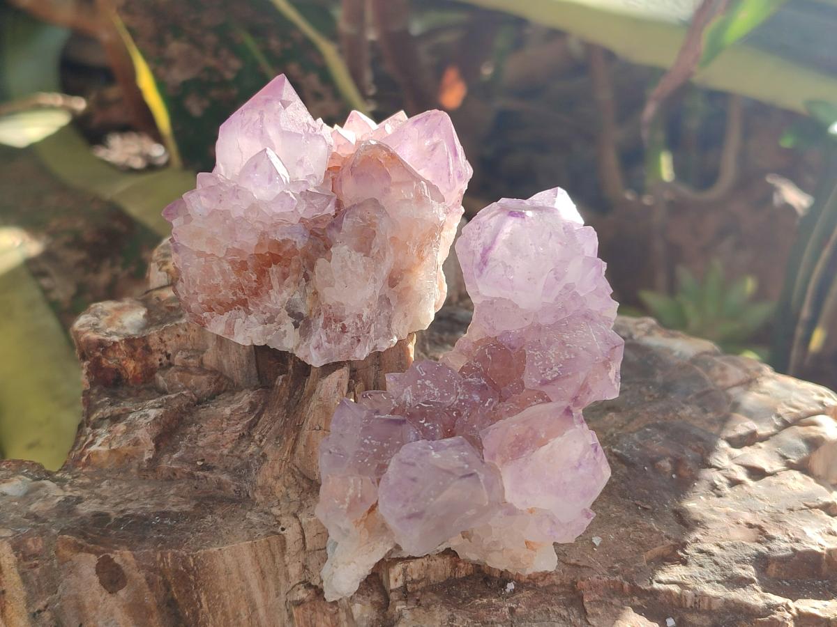 Natural Cactus Flower Sunburst Spirit Amethyst Clusters x 12 From South Africa - Toprock Gemstones and Minerals 