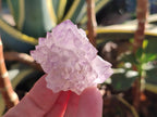 Natural Cactus Flower Sunburst Spirit Amethyst Clusters x 12 From South Africa - Toprock Gemstones and Minerals 