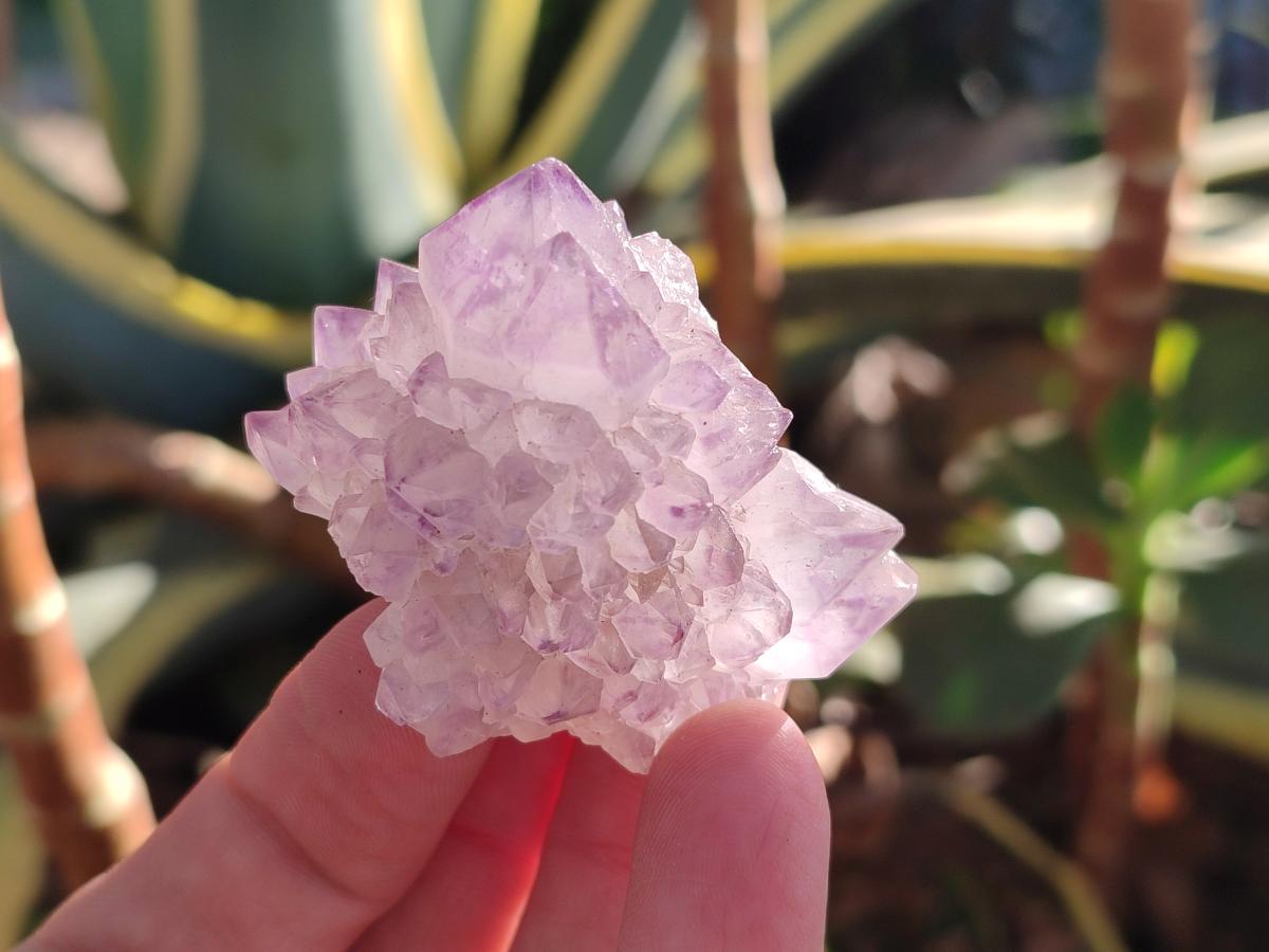 Natural Cactus Flower Sunburst Spirit Amethyst Clusters x 12 From South Africa