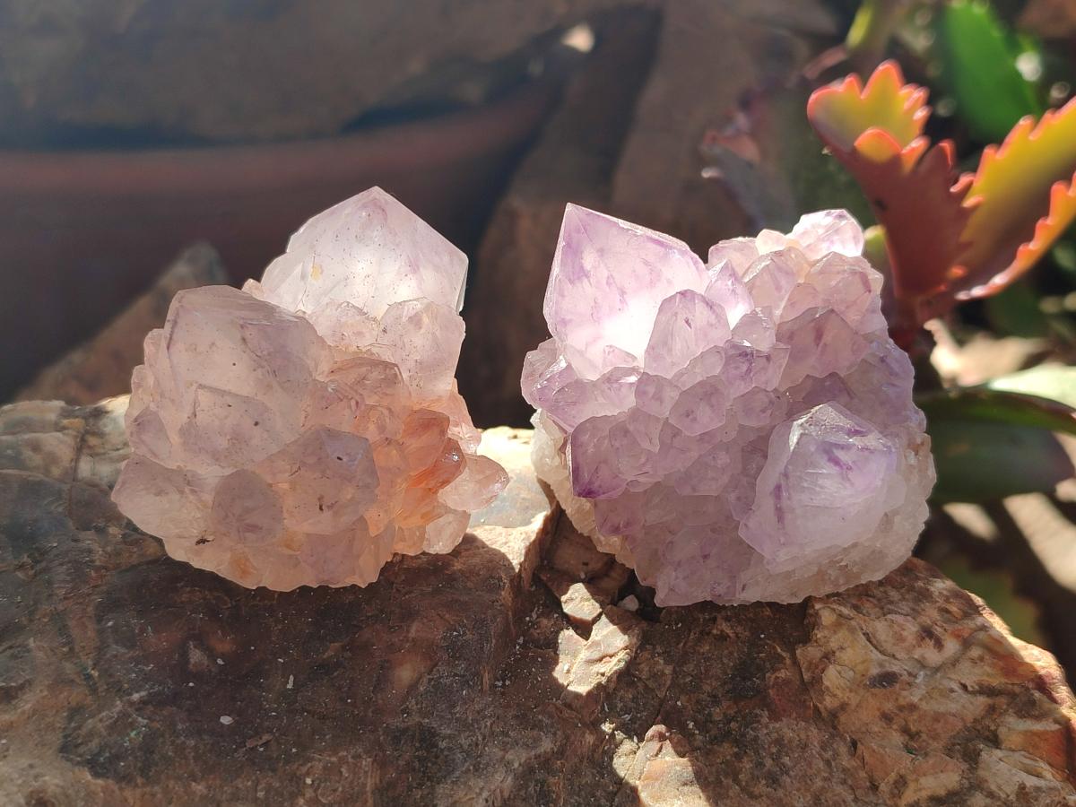 Natural Cactus Flower Sunburst Spirit Amethyst Clusters x 12 From South Africa - Toprock Gemstones and Minerals 