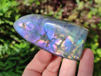 Polished Rare Purple Sunset Flash Labradorite Standing Display Pieces x 12 From Madagascar - Toprock Gemstones and Minerals 