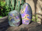 Polished Rare Purple Sunset Flash Labradorite Standing Display Pieces x 12 From Madagascar - Toprock Gemstones and Minerals 