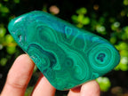 Polished Flower Banded Malachite Free Forms x 12 From Congo - Toprock Gemstones and Minerals 