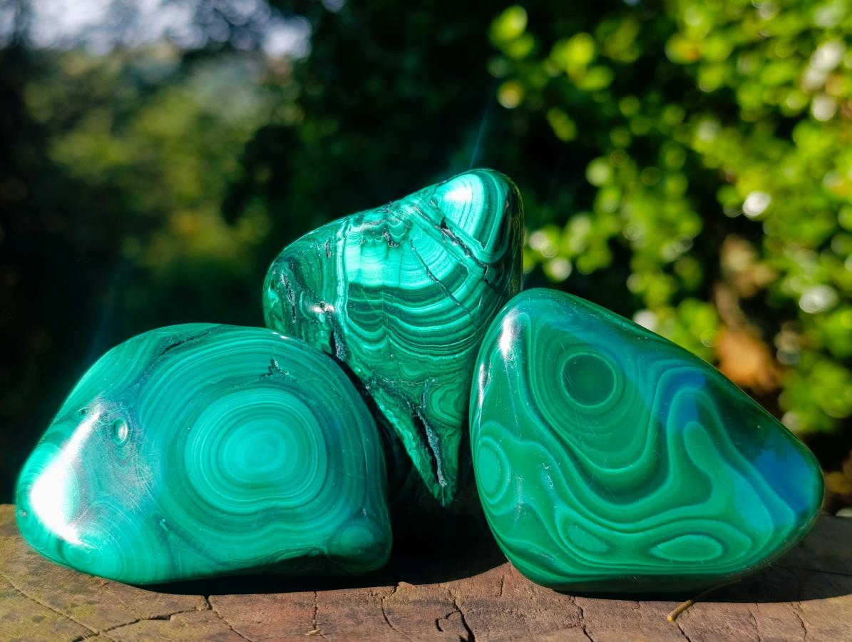 Polished Flower Banded Malachite Free Forms x 12 From Congo - Toprock Gemstones and Minerals 