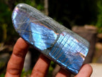 Polished Rare Purple Sunset Flash Labradorite Standing Display Pieces x 6 From Madagascar - Toprock Gemstones and Minerals 