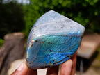 Polished Rare Purple Sunset Flash Labradorite Standing Display Pieces x 6 From Madagascar - Toprock Gemstones and Minerals 