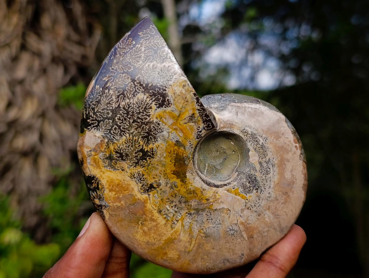 Polished Cleoniceras Ammonite Fossils x 2 From Tulear, Madagascar - Toprock Gemstones and Minerals 