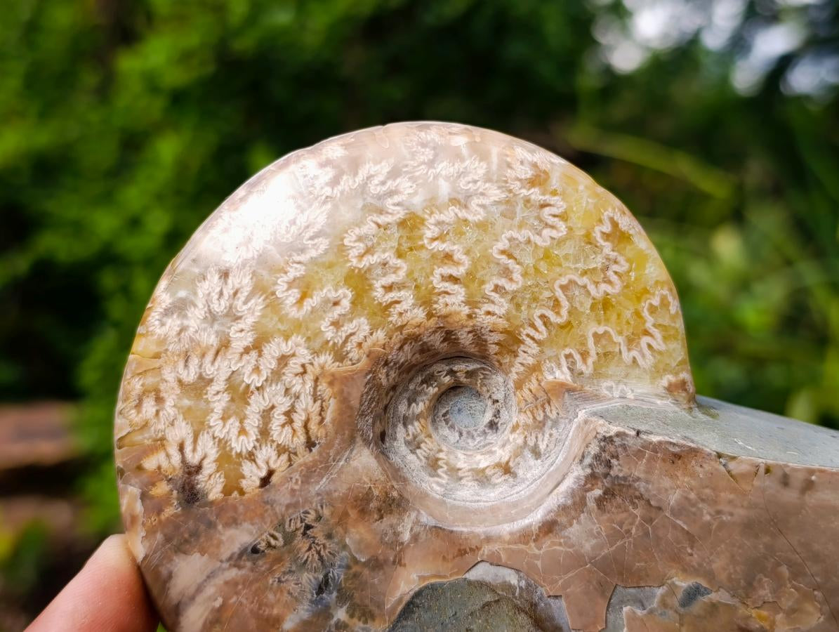 Polished Cleoniceras Ammonite Fossils x 2 From Tulear, Madagascar - Toprock Gemstones and Minerals 