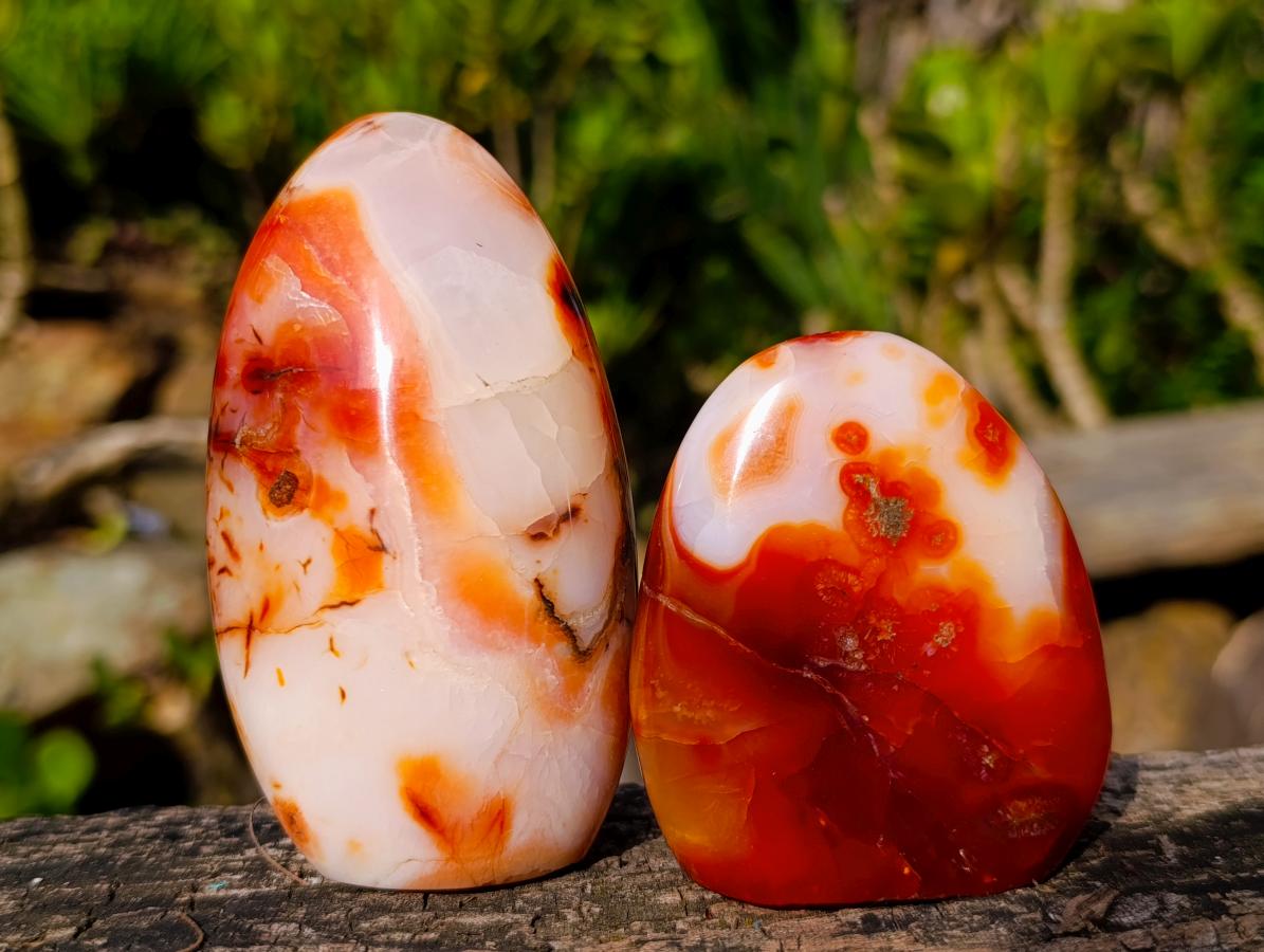 Polished Carnelian Agate Gemstone Standing Display Pieces x 6 From Madagascar - Toprock Gemstones and Minerals 