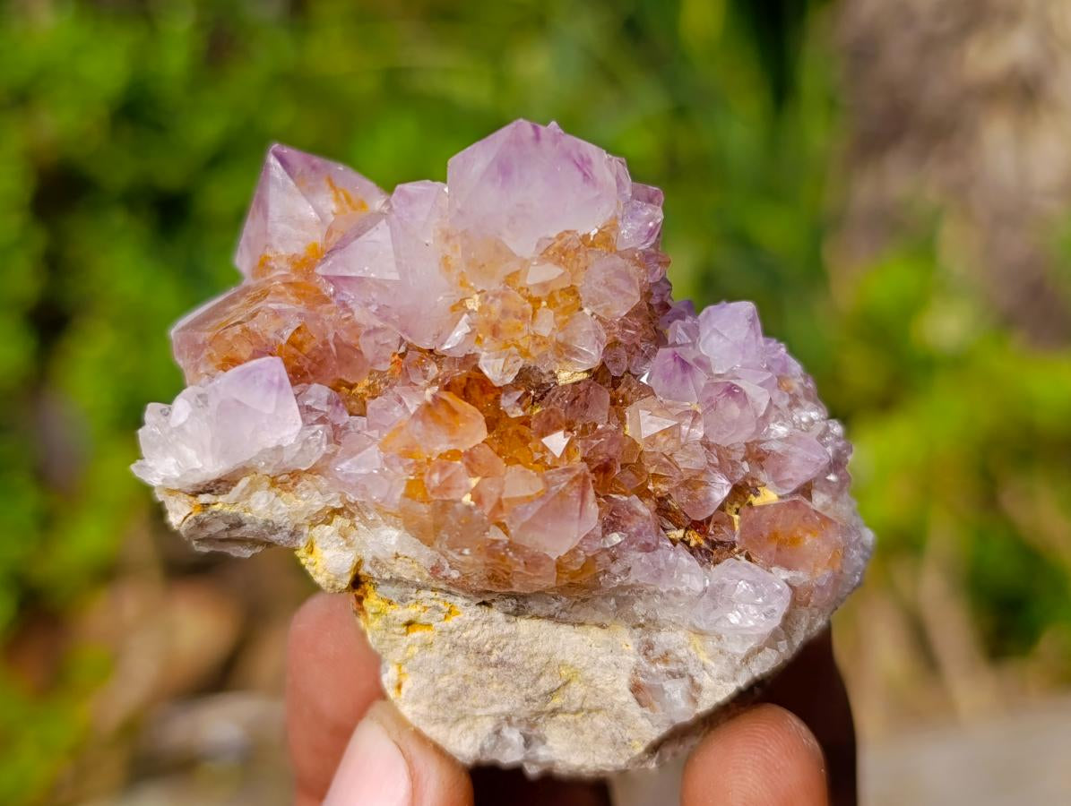 Natural Spirit Amethyst Crystal Clusters x 12 From Boekenhouthoek, South Africa