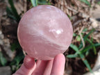 Polished Gemmy Star Rose Quartz Spheres x 3 From Madagascar - Toprock Gemstones and Minerals 