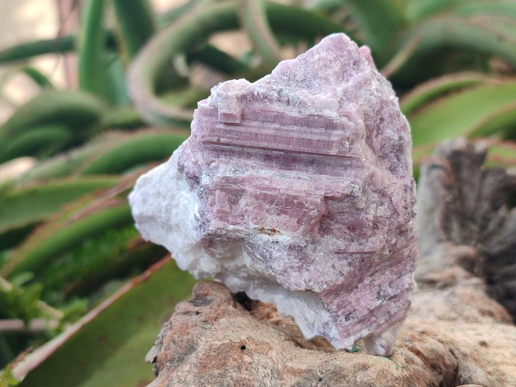 Natural Pink Rubellite Tourmaline Specimens x 3 From Karibib, Namibia - Toprock Gemstones and Minerals 