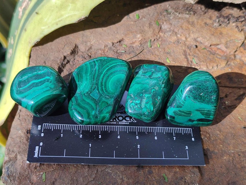 Polished Flower Banded Malachite Free Forms x 35 From Congo - Toprock Gemstones and Minerals 
