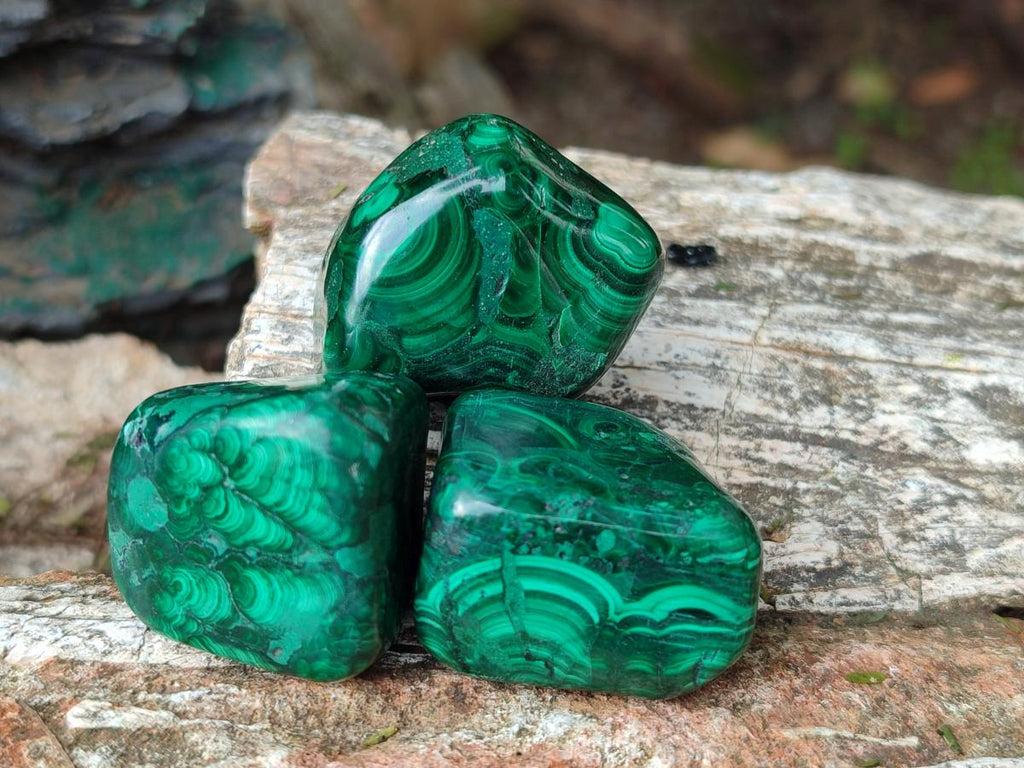 Polished Flower Banded Malachite Free Forms x 35 From Congo - Toprock Gemstones and Minerals 