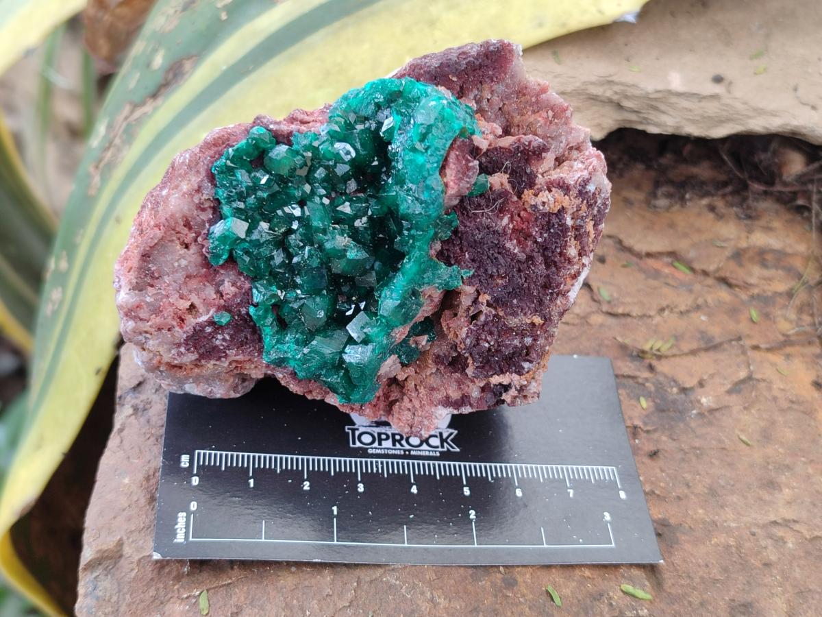 Natural Dioptase on Dolomite Specimens x 3 From Likasi, Congo - Toprock Gemstones and Minerals 
