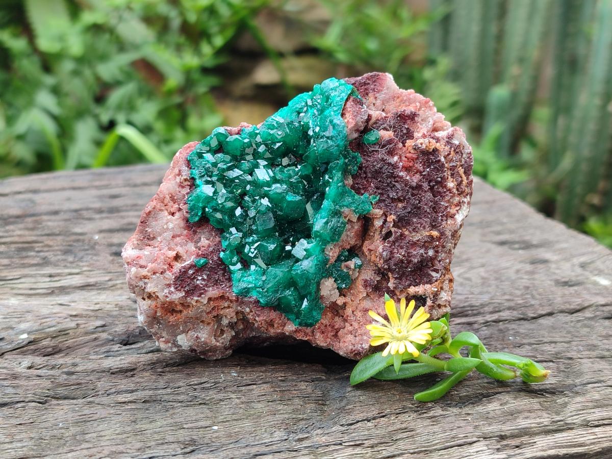 Natural Dioptase on Dolomite Specimens x 3 From Likasi, Congo - Toprock Gemstones and Minerals 