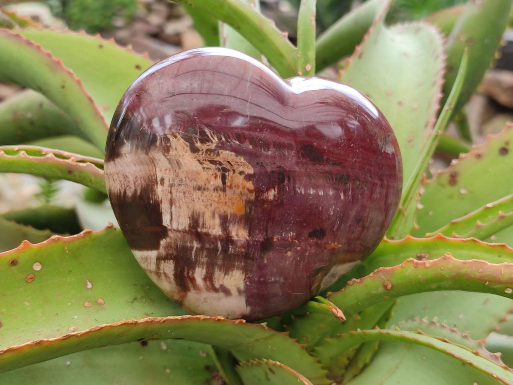 Polished Red Podocarpus Petrified Wood Hearts x 2 From Mahajanga, Madagascar - Toprock Gemstones and Minerals 