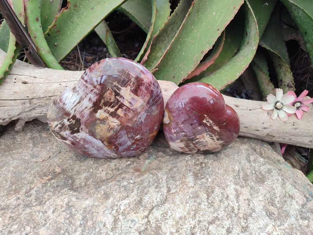 Polished Red Podocarpus Petrified Wood Hearts x 2 From Mahajanga, Madagascar - Toprock Gemstones and Minerals 