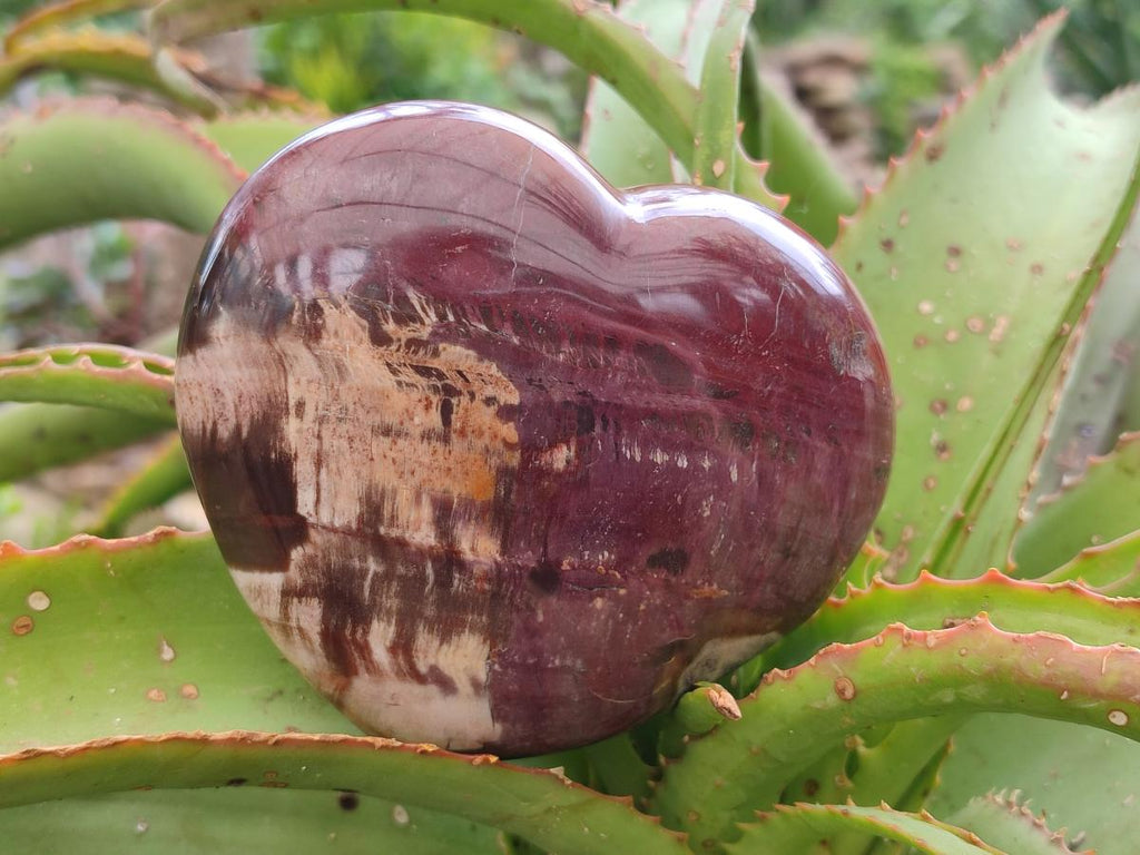 Polished Red Podocarpus Petrified Wood Hearts x 2 From Mahajanga, Madagascar - Toprock Gemstones and Minerals 
