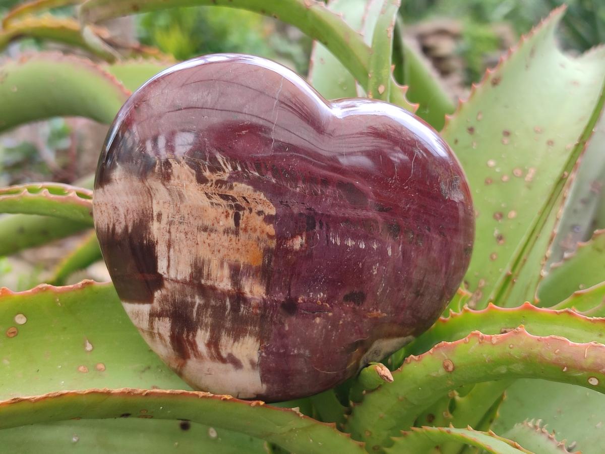 Polished Red Podocarpus Petrified Wood Hearts x 2 From Mahajanga, Madagascar - Toprock Gemstones and Minerals 