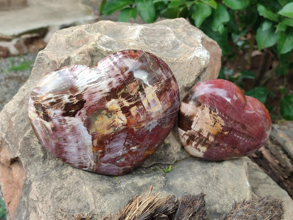 Polished Red Podocarpus Petrified Wood Hearts x 2 From Mahajanga, Madagascar - Toprock Gemstones and Minerals 