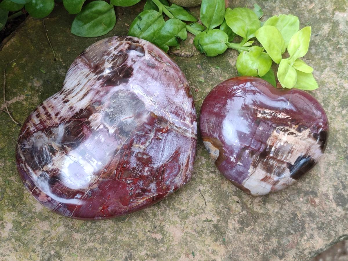Polished Red Podocarpus Petrified Wood Hearts x 2 From Mahajanga, Madagascar - Toprock Gemstones and Minerals 