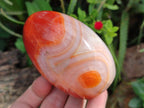 Polished Carnelian Agate Gemstone Standing Display Pieces x 5 From Madagascar - Toprock Gemstones and Minerals 
