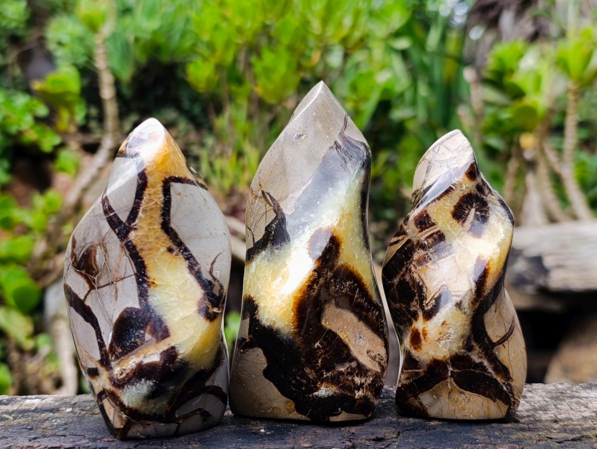 Polished Septerye Flames x 6 From Mahajanga, Madagascar - Toprock Gemstones and Minerals 