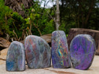 Polished Rare Purple Sunset Flash Labradorite Standing Display Pieces x 6 From Madagascar - Toprock Gemstones and Minerals 