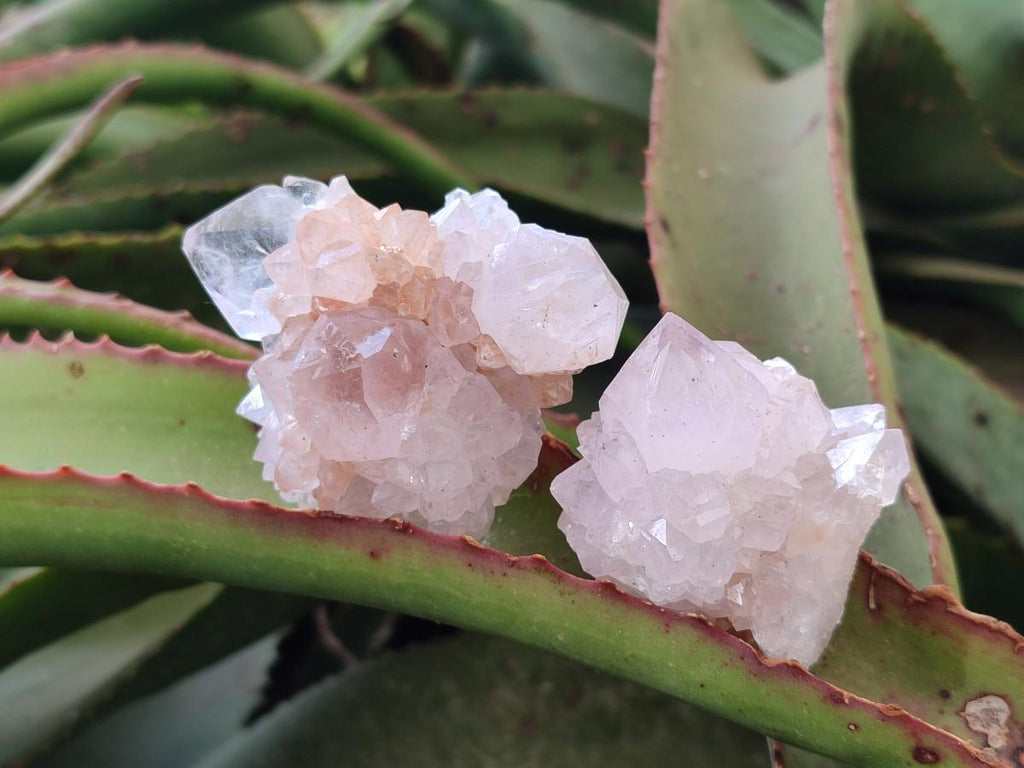 Natural Lilac Spirit Amethyst Clusters x 12 From Boekenhouthoek, South Africa - Toprock Gemstones and Minerals 