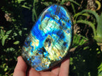 Polished Rare Purple Sunset Flash Labradorite Standing Display Pieces x 2 From Madagascar - Toprock Gemstones and Minerals 