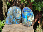 Polished Rare Purple Sunset Flash Labradorite Standing Display Pieces x 2 From Madagascar - Toprock Gemstones and Minerals 