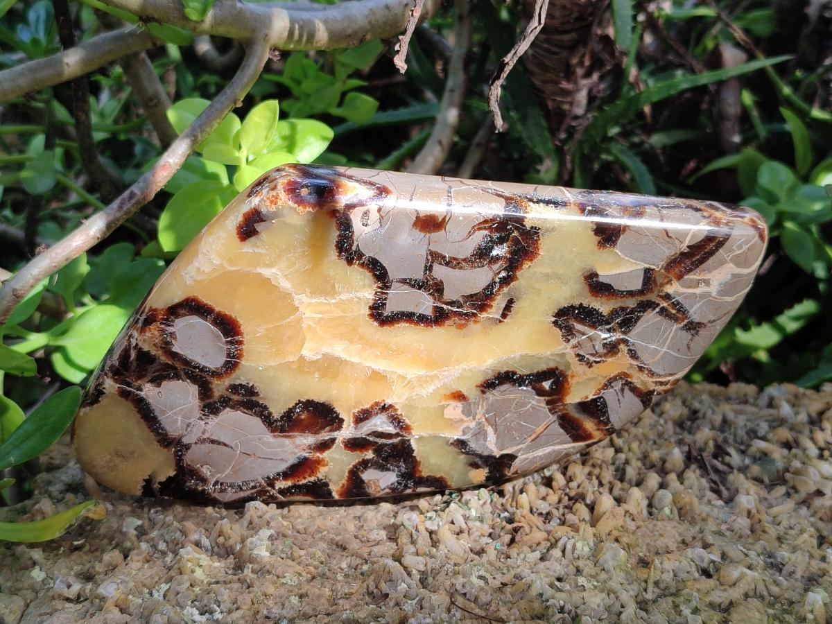 Polished Septerye Slices x 4 From Mahajanga, Madagascar - Toprock Gemstones and Minerals 
