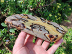 Polished Septerye Slices x 4 From Mahajanga, Madagascar - Toprock Gemstones and Minerals 