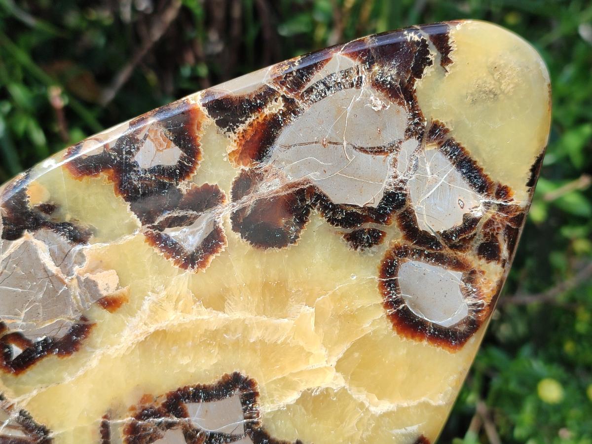 Polished Septerye Slices x 4 From Mahajanga, Madagascar - Toprock Gemstones and Minerals 