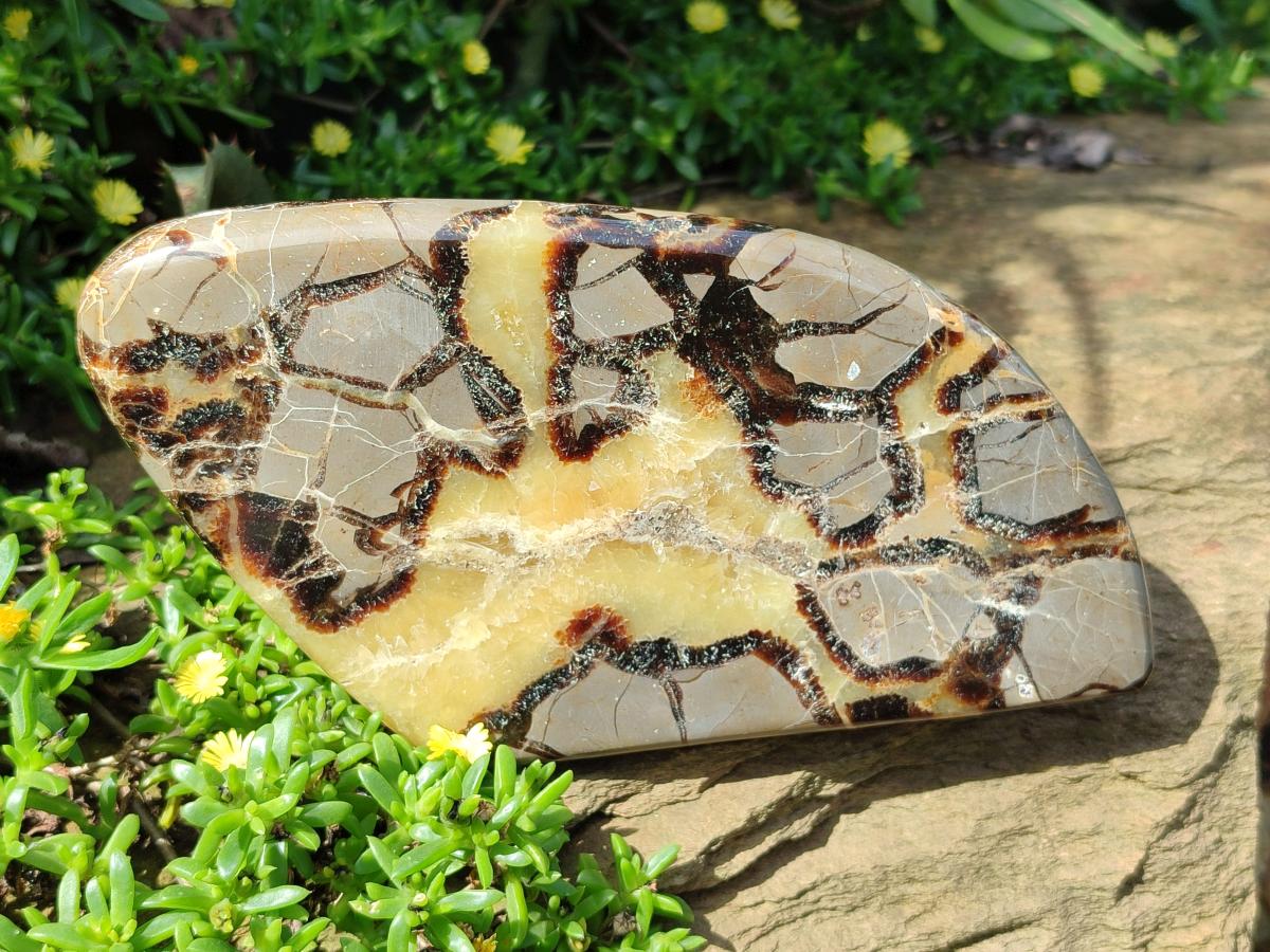 Polished Septerye Slices x 4 From Mahajanga, Madagascar - Toprock Gemstones and Minerals 