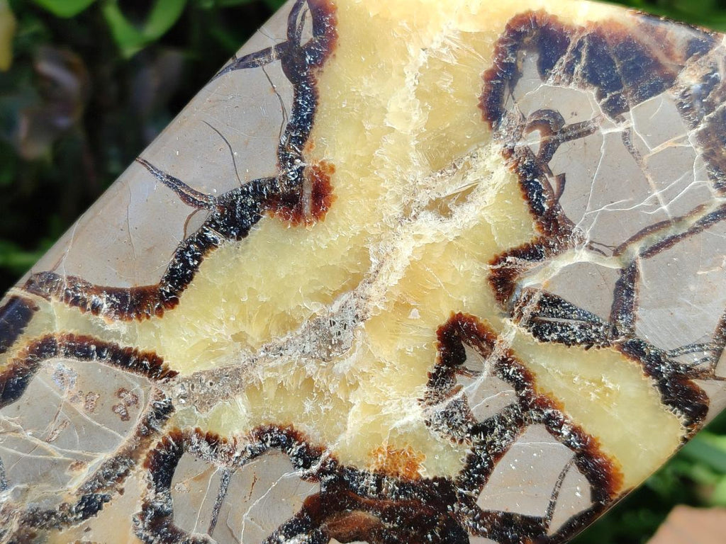 Polished Septerye Slices x 4 From Mahajanga, Madagascar - Toprock Gemstones and Minerals 