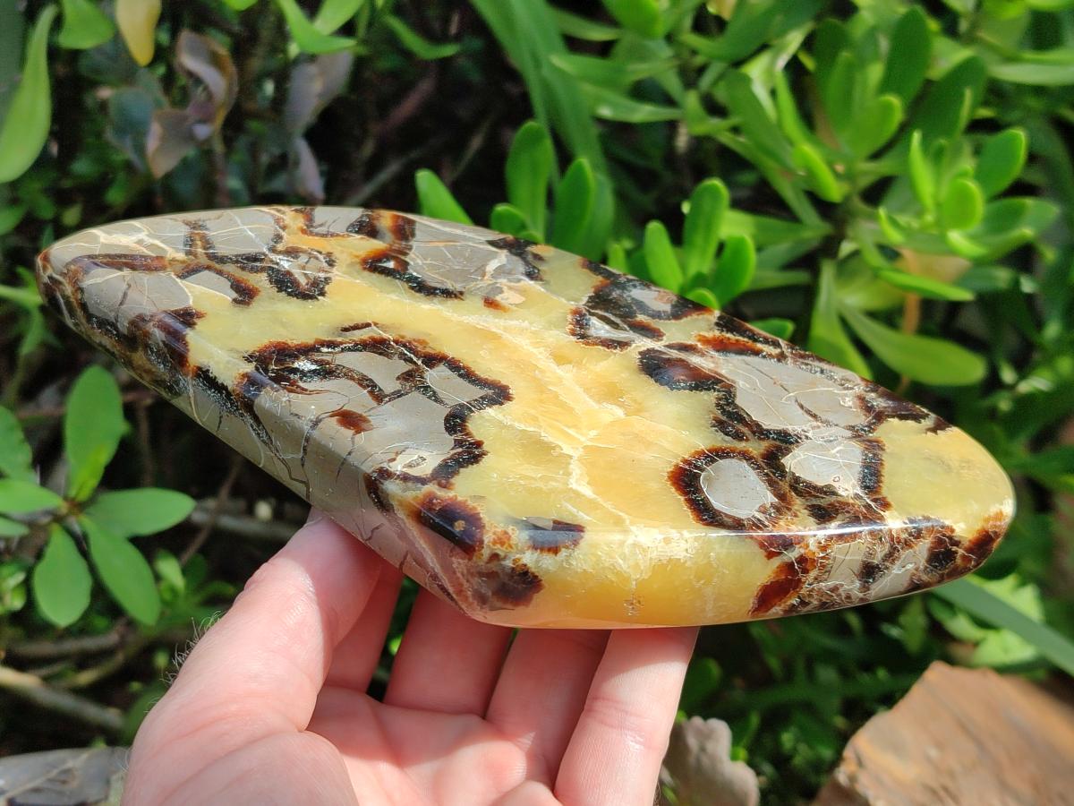 Polished Septerye Slices x 4 From Mahajanga, Madagascar - Toprock Gemstones and Minerals 