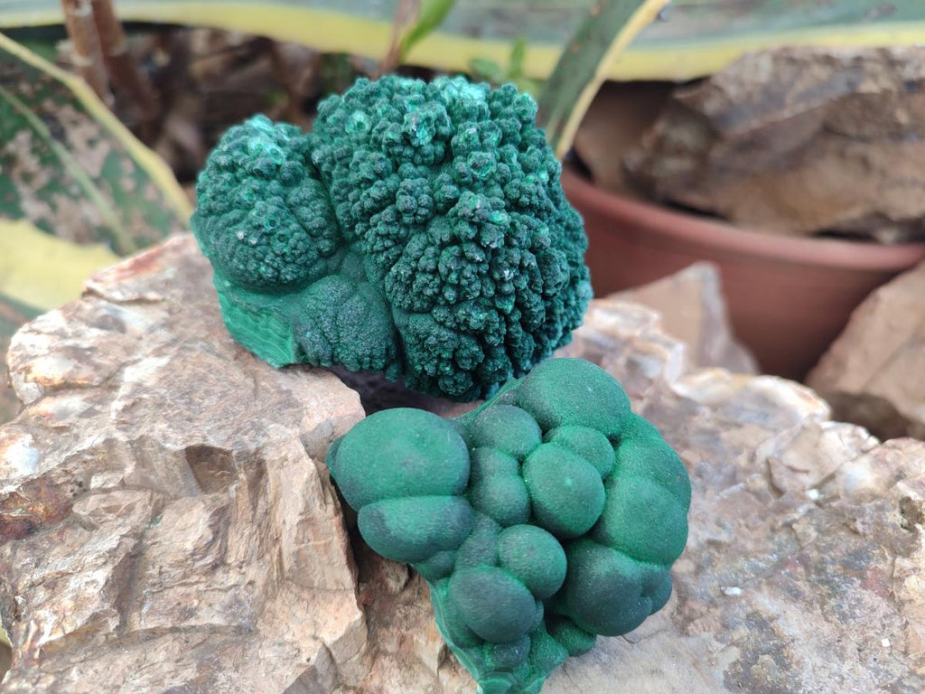 Natural Botryoidal Malachite Specimens x 8 From Congo - Toprock Gemstones and Minerals 