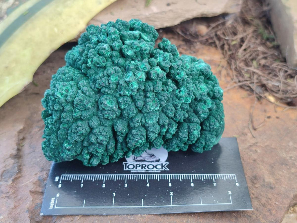 Natural Botryoidal Malachite Specimens x 8 From Congo - Toprock Gemstones and Minerals 
