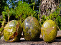 Polished Green Opal Standing Display Pieces x 3 From Betroka, Madagascar - Toprock Gemstones and Minerals 