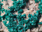 Natural XL Dioptase on Dolomite Specimen x 1 From Likasi, Congo - Toprock Gemstones and Minerals 