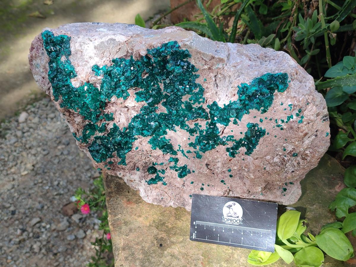 Natural XL Dioptase on Dolomite Specimen x 1 From Likasi, Congo - Toprock Gemstones and Minerals 