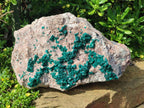 Natural XL Dioptase on Dolomite Specimen x 1 From Likasi, Congo - Toprock Gemstones and Minerals 