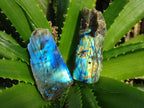 Polished One Side Labradorite Slices x 28 From Madagascar - Toprock Gemstones and Minerals 